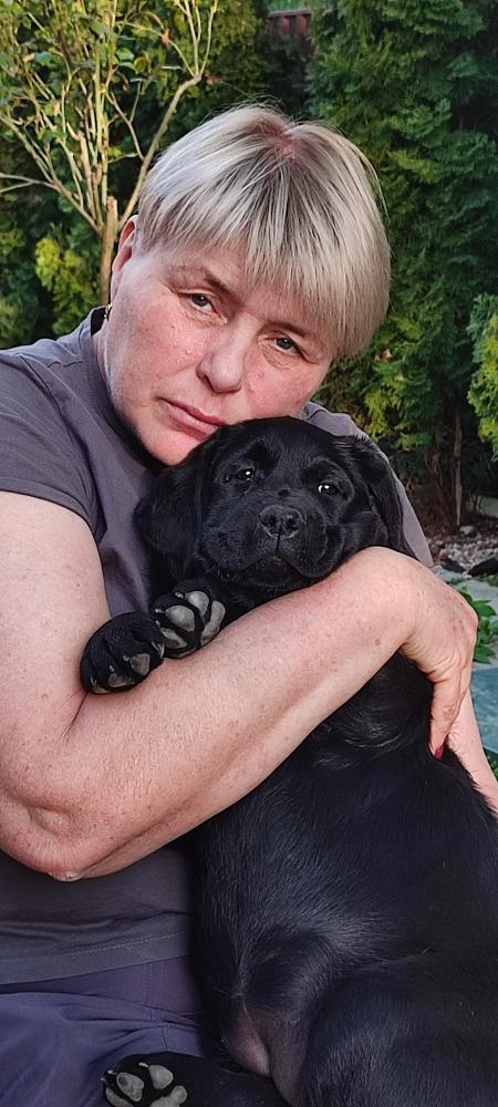 щенки лабрадора