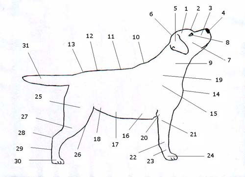 Собака породы Лабрадор (Схема)