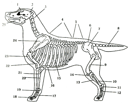 Особенности строения позвоночника собаки