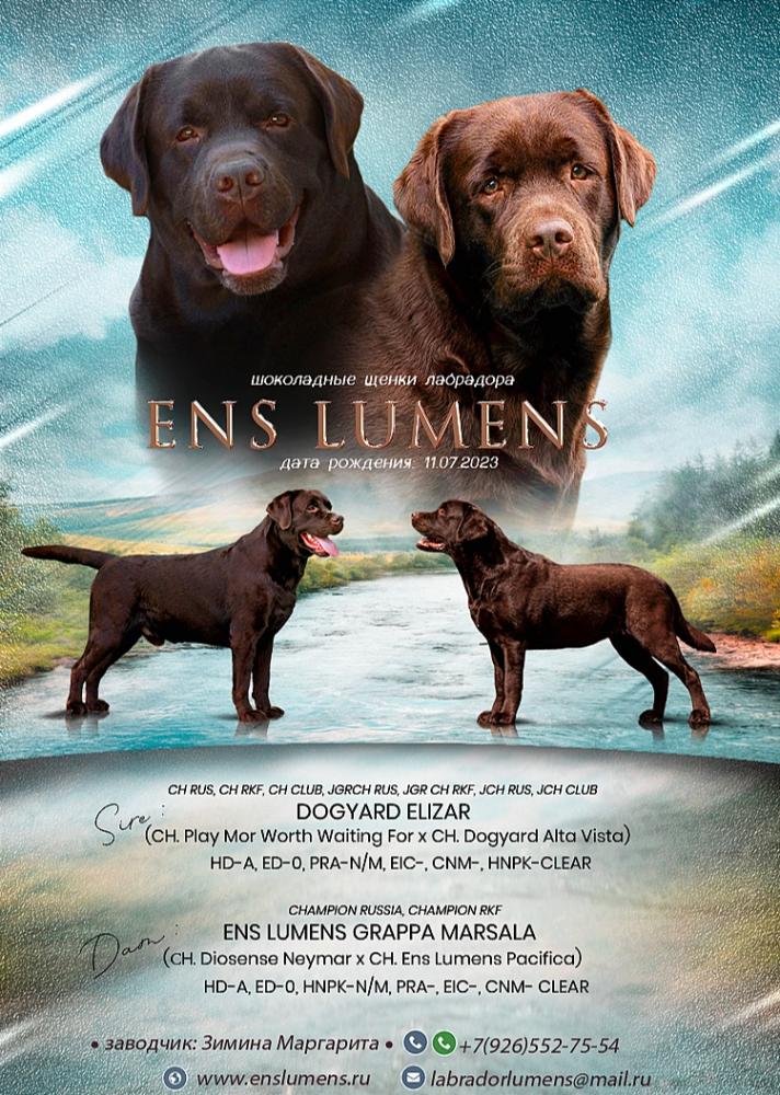 ens lumens puppies