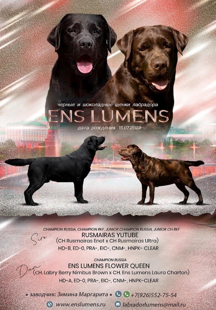 ens lumens puppies