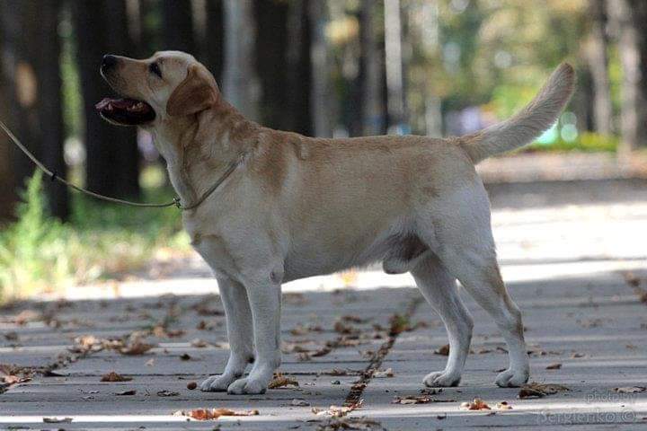 Ens lumens labrador