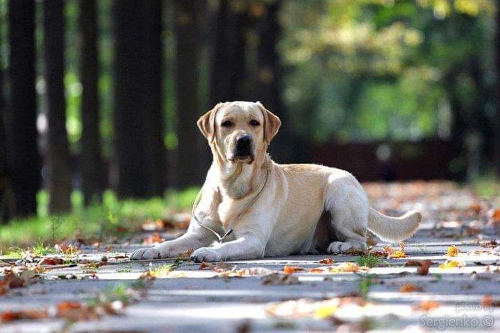 Ens lumens labrador