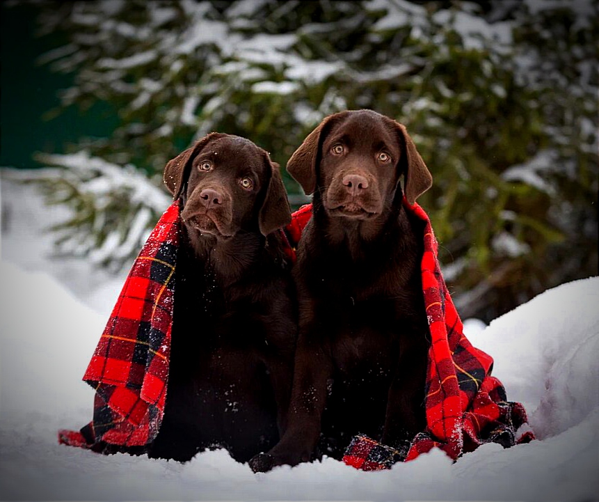 щенки лабрадора