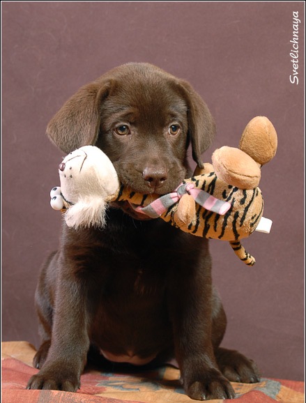 Шоколадный щенок лабрадора ретривера