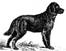 A St.John's Labrador