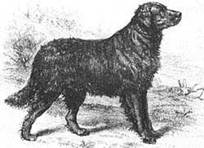 A St.John's Labrador