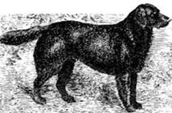 A St.John's Labrador