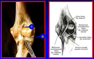Кольцевая и косая связки локтевого сустава