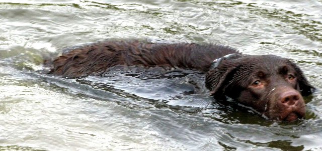 Лабрадор в воде