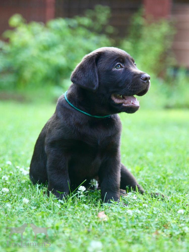 Labradorlumens