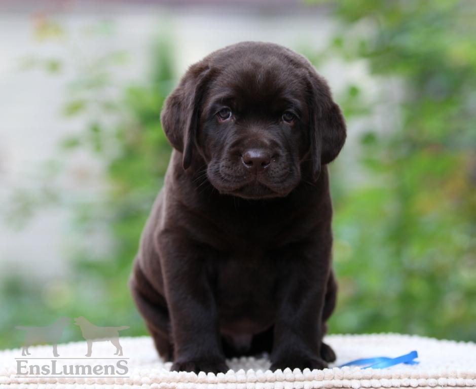 ENS lumens labrador