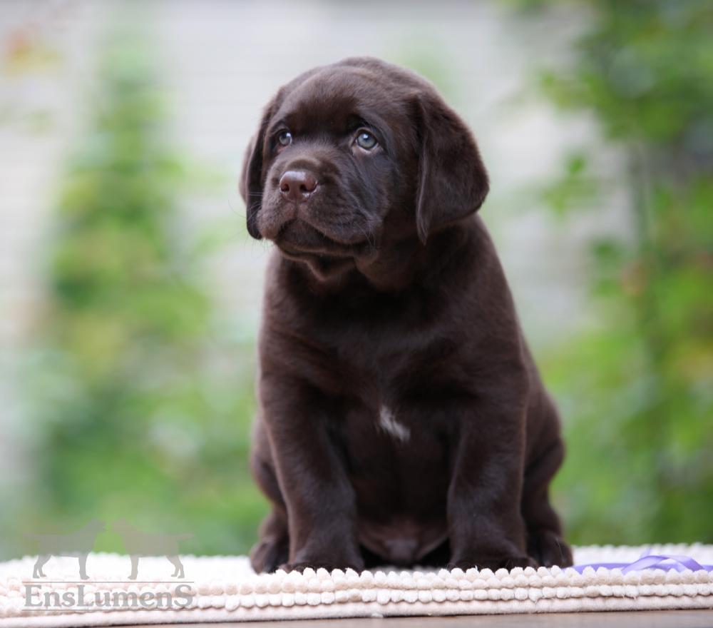 ENS lumens labrador