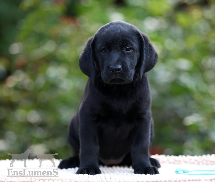 ENS lumens labrador