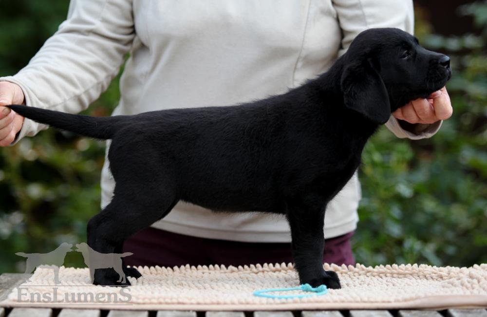 ENS lumens Labrador 