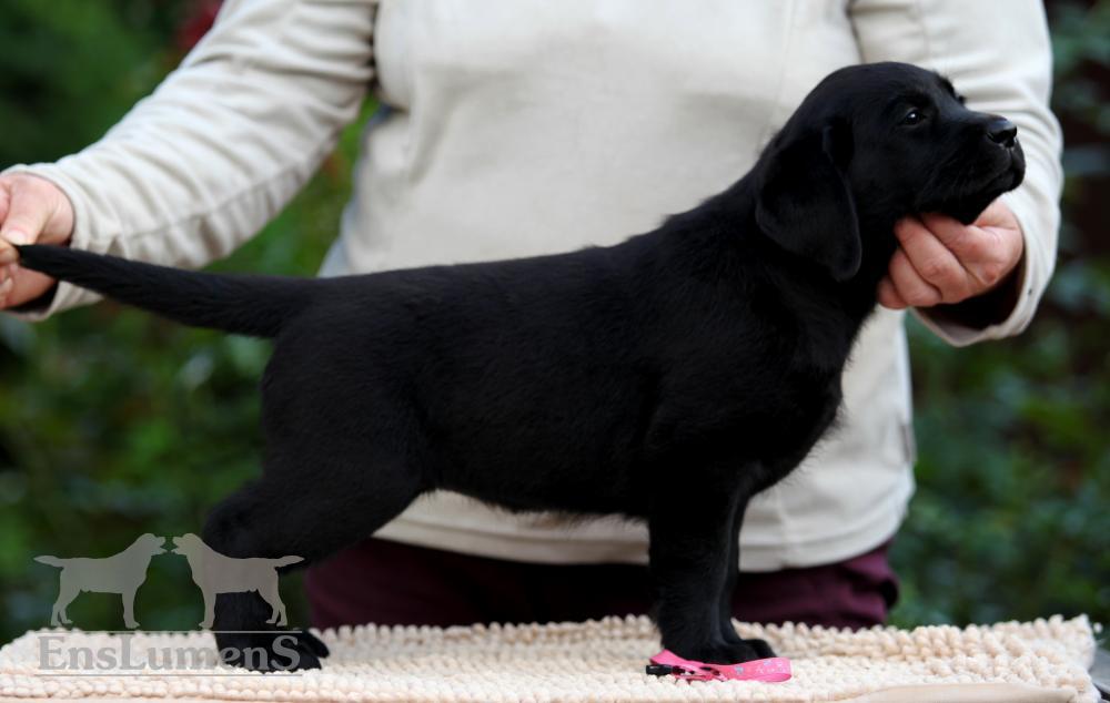 ENS lumens Labrador 