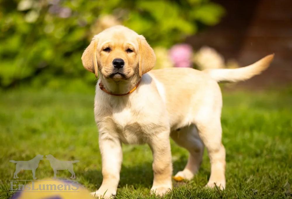 ENS lumens labrador