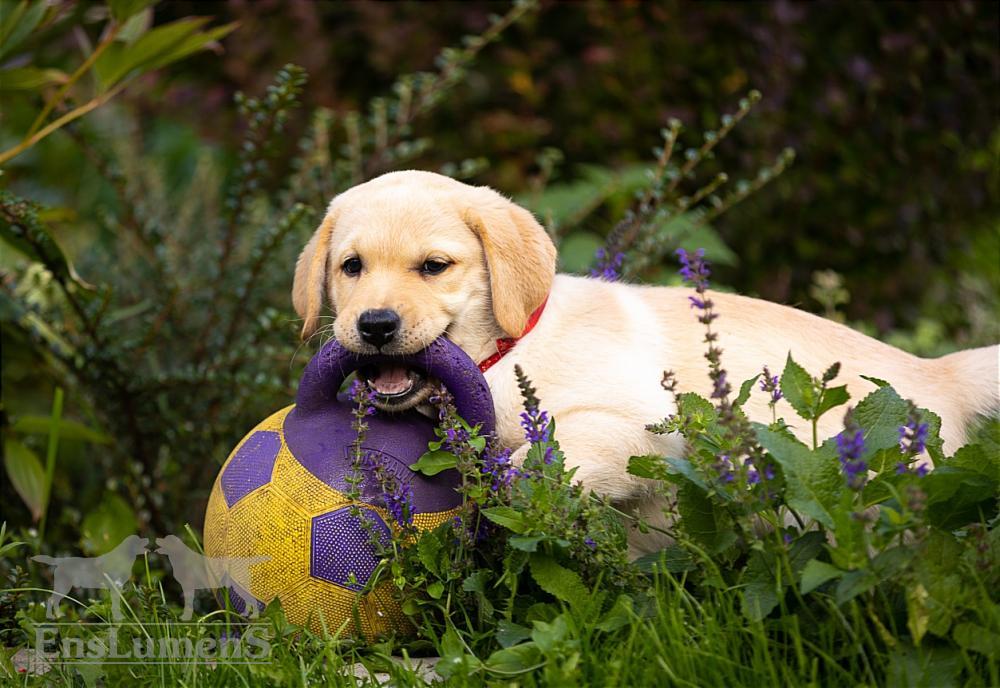 ENS lumens Labrador 