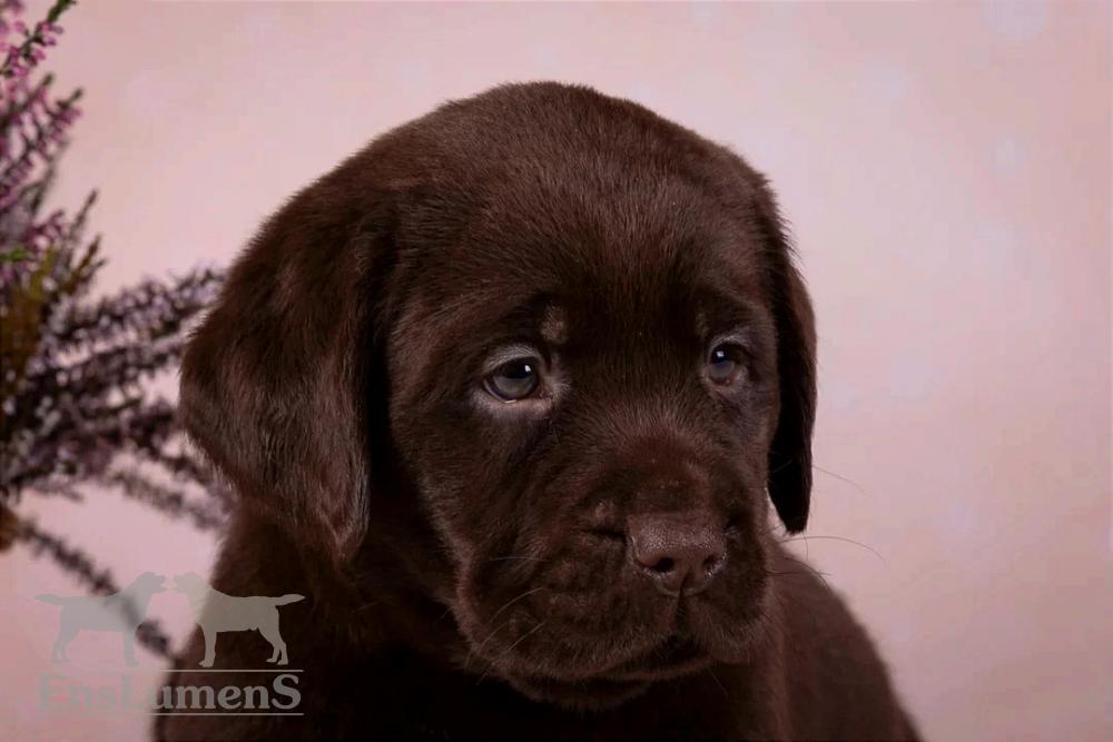 Ens lumens Labrador