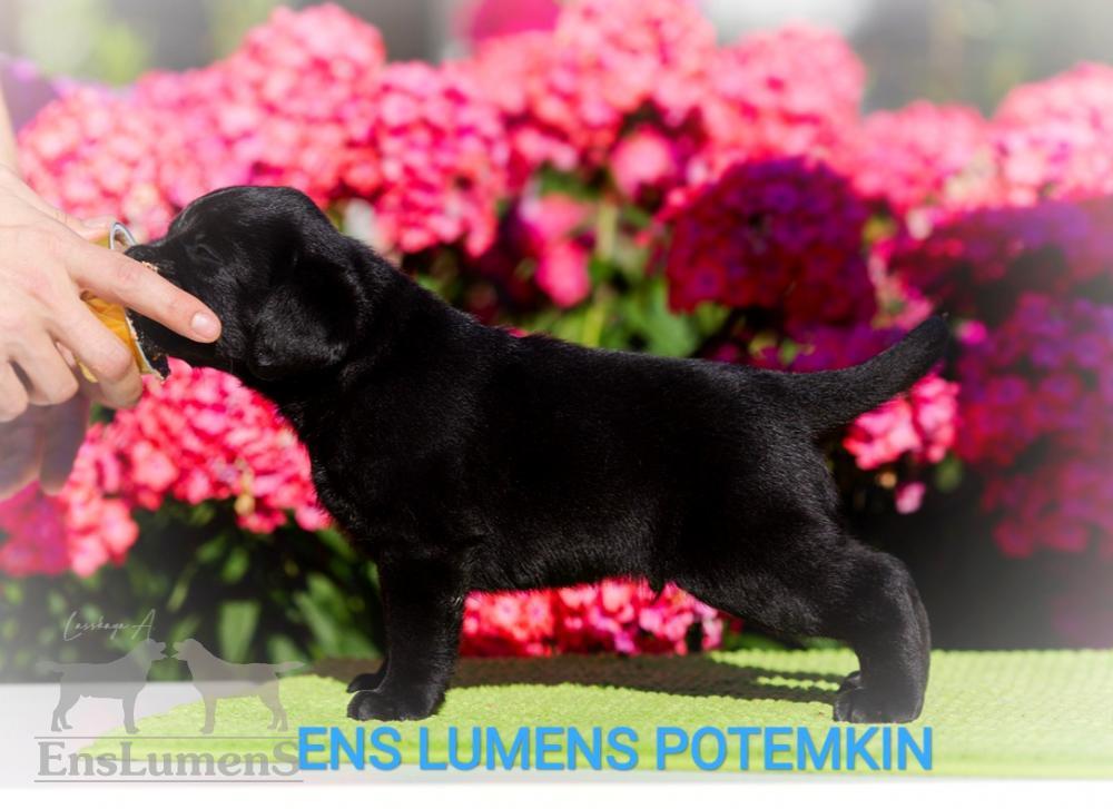 Ens lumens Potemkin