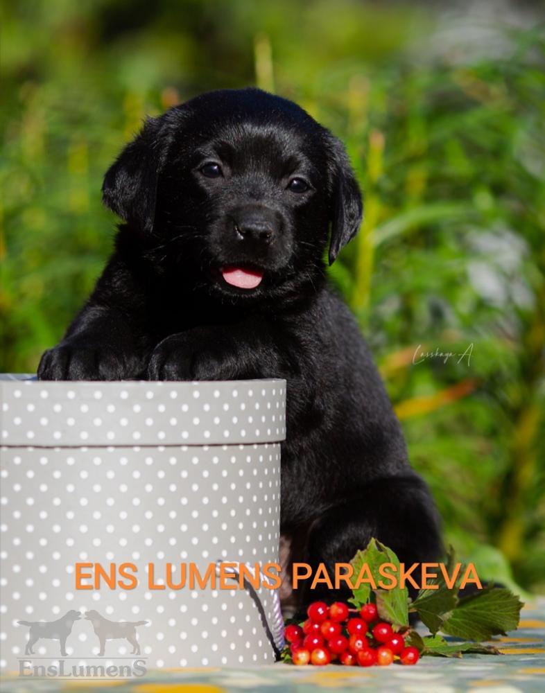 Ens lumens Paraskeva