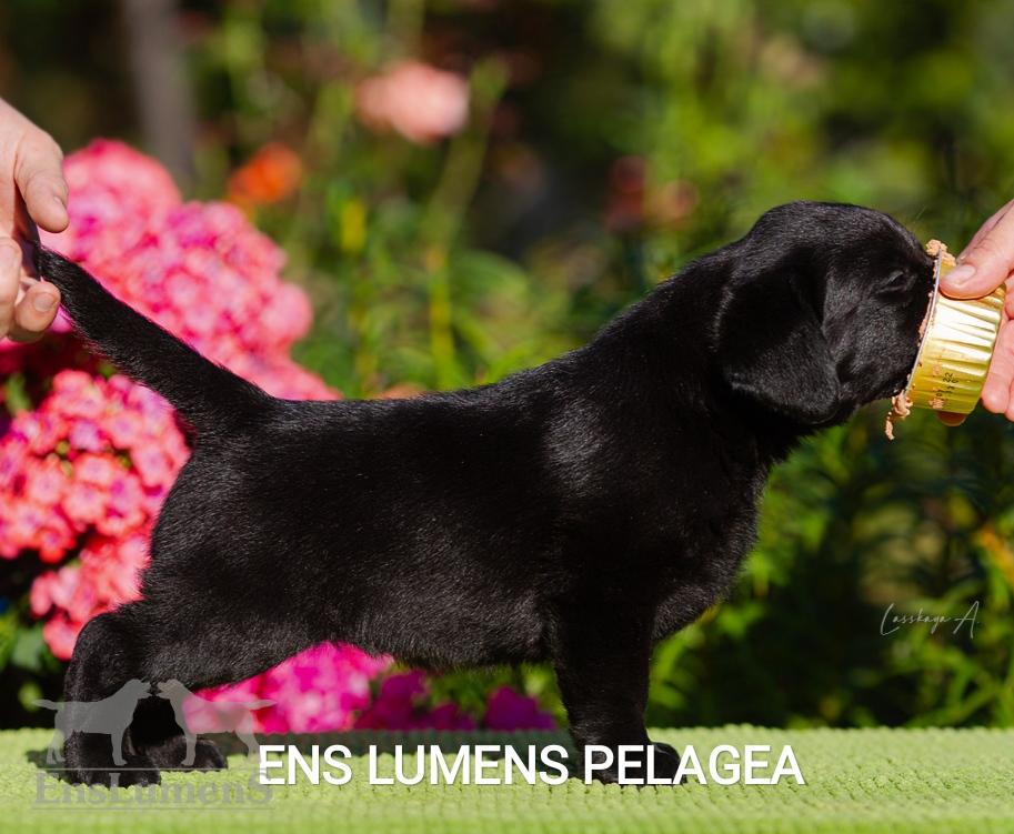 Ens lumens Pelagea