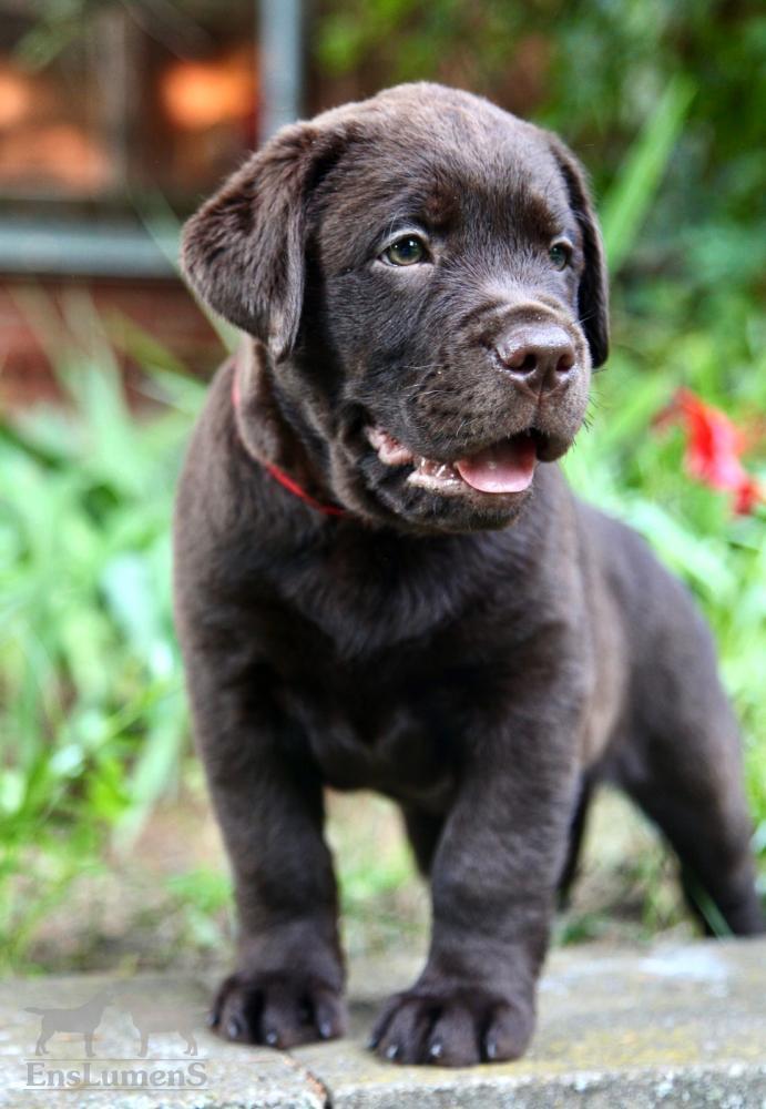 Labradorlumens